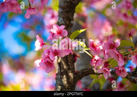 Kawazu-Kirschblüten in der Frühlingssaison aus nächster Nähe Stockfoto