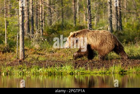 Eurasischer Braunbär, der im Herbst in Finnland an einem Teich im Wald vorbeiläuft. Stockfoto