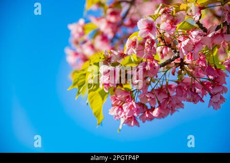 Kawazu-Kirschblüten in der Frühlingssaison aus nächster Nähe Stockfoto