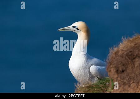 Nahaufnahme eines nördlichen Gannet (Morus bassana), der auf dem Nest sitzt, Großbritannien. Stockfoto