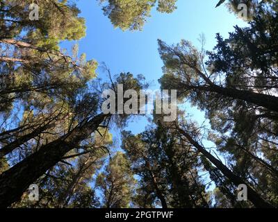 Eine malerische Aussicht auf ein üppiges Waldkronendach, mit dem hellen Himmel durch die Bäume sichtbar Stockfoto