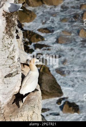 Nahaufnahme eines nördlichen Gannet (Morus bassana) hoch oben auf einer Klippe, Großbritannien. Stockfoto