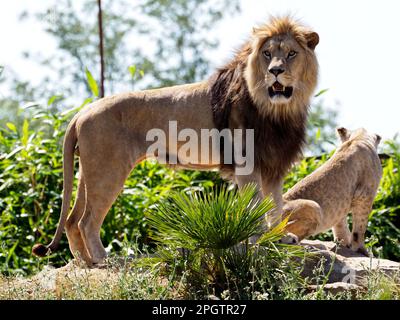 Der Löwe (Panthera leo) mit seinem Löwenjungen steht auf einem Felsen, dem offenen Mund inmitten von Pflanzen Stockfoto