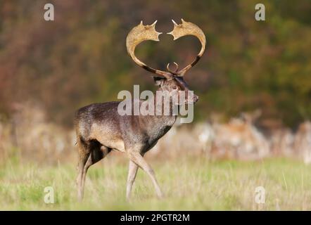 Nahaufnahme eines Hirschgesichts mit herzförmigem Geweih, Großbritannien. Stockfoto