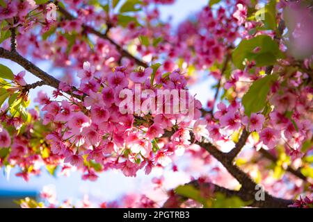 Kawazu-Kirschblüten in der Frühlingssaison aus nächster Nähe Stockfoto