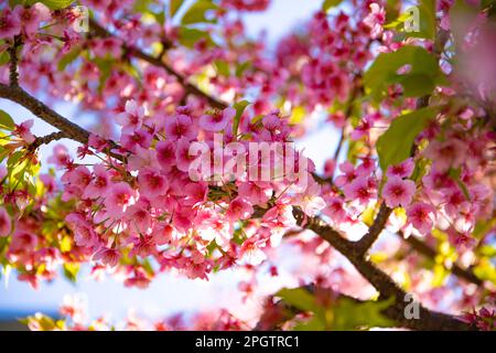 Kawazu-Kirschblüten in der Frühlingssaison aus nächster Nähe Stockfoto