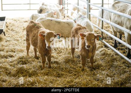 Zwei junge Zwillingskälber der Rassen Charolais und Limousin, die in einem Stall stehen Stockfoto