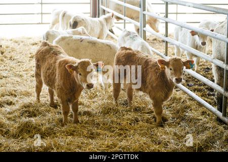 Zwei junge Zwillingskälber der Rassen Charolais und Limousin, die in einem Stall stehen Stockfoto