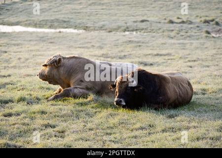 Zwei Aubrac- und Charolais-Bullen liegen morgens nebeneinander auf einer gefrorenen Wiese Stockfoto