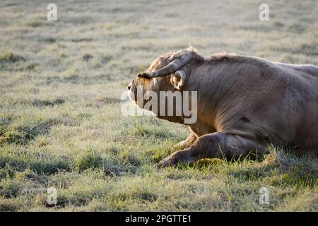 Weißer Charolais-Stier, der morgens im Profil auf einer gefrorenen Wiese liegt Stockfoto