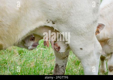 Zwei junge weiße Charolais-Kälber, die am Euter derselben Kuh saugen Stockfoto