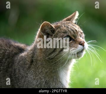 Dateifoto vom 04. 11/07 einer gefangenen Wildkatze im British Wildlife Centre in Surrey. Wildkatzen sollen diesen Sommer im Cairngorms-Nationalpark freigelassen werden, nachdem ein neuer Lizenzantrag einer Naturschutzgruppe genehmigt wurde. Ausgabedatum: Freitag, 24. März 2023. Stockfoto