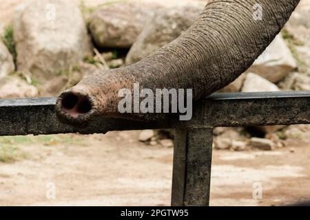 Der Stamm des Elefanten wird benutzt, um Dinge in seinem Mund zu halten. Der Elefantenstamm ist das vielseitigste Organ der Welt. Beide trinken Wasser, schnüffeln, Stockfoto