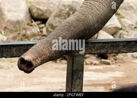 Der Stamm des Elefanten wird benutzt, um Dinge in seinem Mund zu halten. Der Elefantenstamm ist das vielseitigste Organ der Welt. Beide trinken Wasser, schnüffeln, Stockfoto