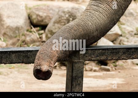 Der Stamm des Elefanten wird benutzt, um Dinge in seinem Mund zu halten. Der Elefantenstamm ist das vielseitigste Organ der Welt. Beide trinken Wasser, schnüffeln, Stockfoto