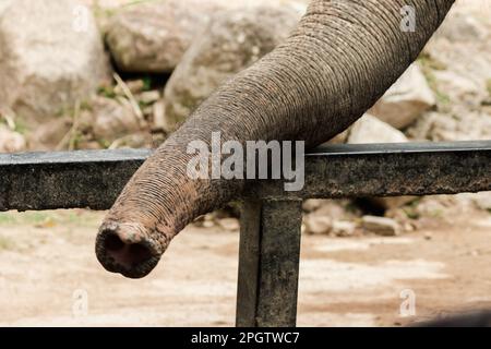 Der Stamm des Elefanten wird benutzt, um Dinge in seinem Mund zu halten. Der Elefantenstamm ist das vielseitigste Organ der Welt. Beide trinken Wasser, schnüffeln, Stockfoto