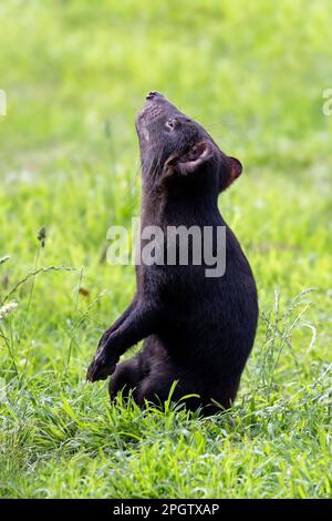 Seitenprofil eines Tasmanischen Teufels, Sarcophilus harrisii, einer gefährdeten Art, die in Tasmanien endemisch ist und kürzlich wieder in New South Wales, Austr Stockfoto