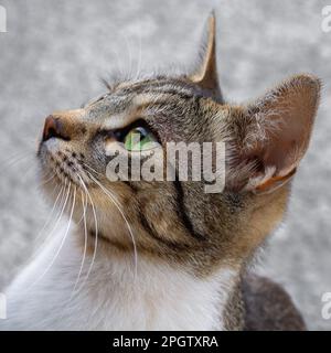 Kopfporträtaufnahme eines jungen männlichen Katzens. Nahaufnahme einer Katze Stockfoto
