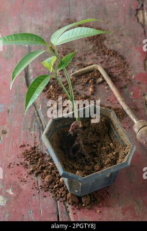 Entfernen Sie Mangokeimlinge, die in einem Topf gewachsen sind, junge Pflanze auf dem Tisch, die bereit ist, im Garten zu Pflanzen oder zu transplantieren, selektiver Fokus mit Kopierbereich Stockfoto