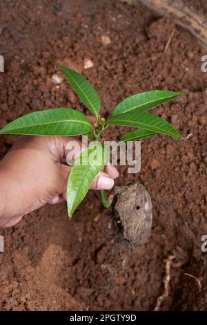 Manuelles Pflanzen von Mangosäuten in den Boden, Gartenboden mit Kopierraum, selektiver Fokus in vertikaler Ausrichtung Stockfoto