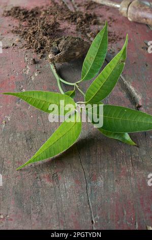 Mangopflanze oder Setzling auf einem Gartentisch, bereit zum Pflanzen im Garten oder zur Transplantation, selektiver Fokus mit Kopierbereich Stockfoto