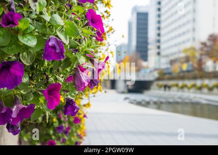 Blume mit verschwommenen Hintergrund des Cheonggyecheon Strom, einen modernen öffentlichen Raum in Seoul, Südkorea Stockfoto