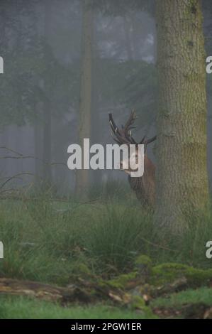 Vorsichtiges Aussehen... Rotwild ( Cervus elaphus ), der von einem Baum im herbstlichen Nebel am frühen Morgen im tiefen Wald aus blickt. Stockfoto