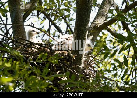 Im roten Drachennest... Roter Drachen ( Milvus milvus ), 2 knusprige junge Vögel, die sich in ihrem Nest auf einem Baum nisten. Stockfoto