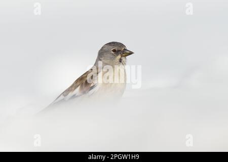 Überlebender... Schneespatz ( Montifringilla nivalis ) im Schnee, Alpenvogel und andere hohe Berge. Stockfoto