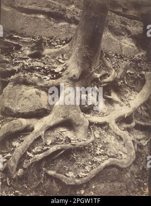 Baumwurzeln, Saint-Cloud negativ 1906; Druck 1920er von Eugene Atget Stockfoto