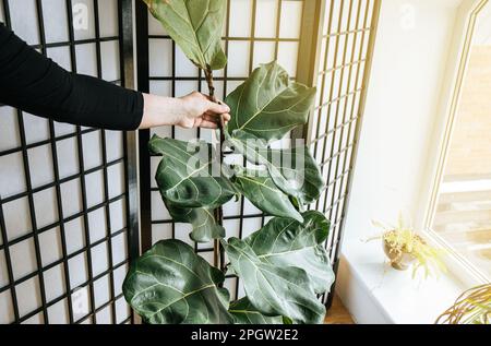 Pflanze eine Liebhaberin, die den Stamm der Fiedelblätter (Ficus lyrata) schüttelt, damit sie in Innenräumen stärker wird. Schütteln imitiert den Wind. Stockfoto