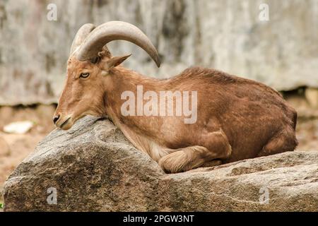 Berberschafe stehen auf einem Felsen. Berberschafe sind große Schafe. Hellbraune Haare. Saharas Gebirgskette und Nordafrika Stockfoto
