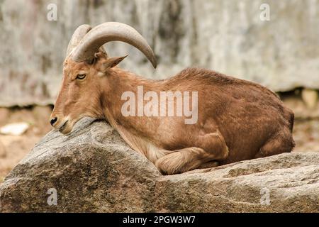 Berberschafe stehen auf einem Felsen. Berberschafe sind große Schafe. Hellbraune Haare. Saharas Gebirgskette und Nordafrika Stockfoto