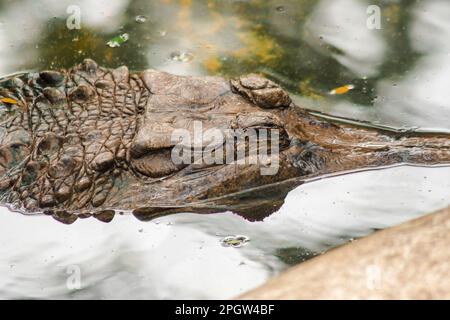 Der falsche Gharial-Header steht unter Wasser. Falsches Gharial der Körper ist rötlich-braun mit dunkelbraunem Muster. Sein Mund ist schlank, lang wie ein fischmou Stockfoto