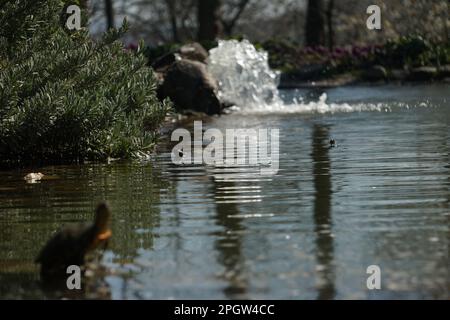 Süßwasserschildkröten, die sich auf dem Felsen sonnen, sich ausruhen Stockfoto