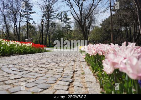 Rosa Tulpen, weiße Tulpen, rosa Tulpen, rote Tulpen und Blumen auf dem Fußweg Emirgan Park Istanbul 2021 Stockfoto