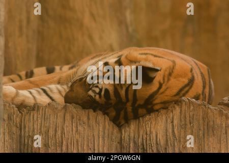 Der Tiger schläft auf dem Boden mit Leichtigkeit. Gegenwärtiger Stand: Im Zoo wurde die beinahe-Ausrottung gezeigt Stockfoto