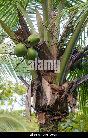 Tortuguero-Nationalpark, Costa Rica - Eine Kokospalme (Cocos nucifera), die im Küstenregenwald wächst. Stockfoto