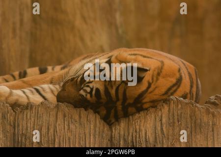 Der Tiger schläft auf dem Boden mit Leichtigkeit. Gegenwärtiger Stand: Im Zoo wurde die beinahe-Ausrottung gezeigt Stockfoto