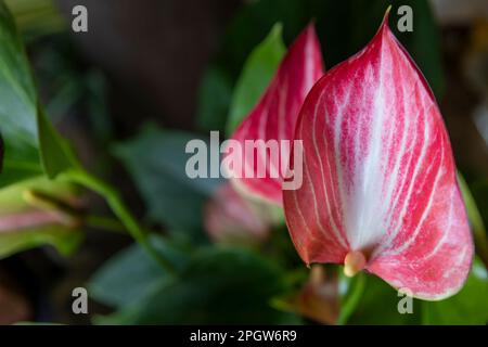 Anthurium andraeanum ist eine rote, herzförmige Blume. Flamingo-Blume, Laceleaf Stockfoto