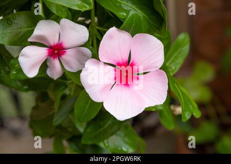 Catharanthus roseus, gemeinhin bekannt als Madagaskar Periwinkle, Rosenperiwinkle oder Rosy Periwinkle Stockfoto