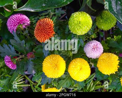 Bunte Dahlien und Chrysanthemen im Garten, Gänseblümchen Stockfoto