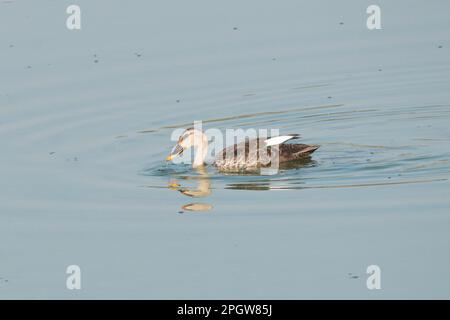 Eine weiße Ente, die in einem ruhigen, blauen Gewässer schwimmt Stockfoto