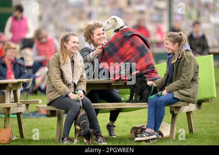 Ein Windhund, der beim Badminton Horse Trials in Gloucestershire, Großbritannien, vom Regen in einen Teppich gewickelt wurde. Stockfoto