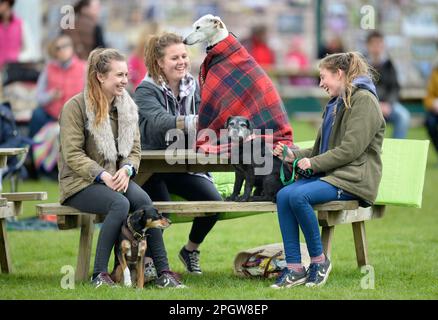 Ein Windhund, der beim Badminton Horse Trials in Gloucestershire, Großbritannien, vom Regen in einen Teppich gewickelt wurde. Stockfoto