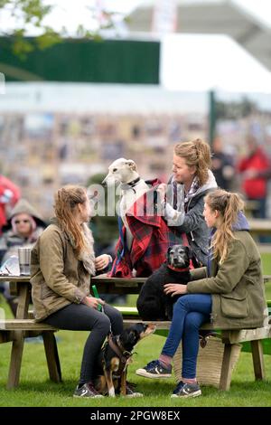 Ein Windhund, der beim Badminton Horse Trials in Gloucestershire, Großbritannien, vom Regen in einen Teppich gewickelt wurde. Stockfoto