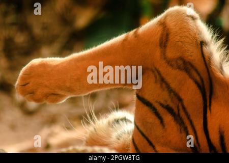 Die Füße des Tigers die Pfoten und Zehen des Tigers sind darin versteckt, was einer Katze ähnelt. Aber größer Stockfoto