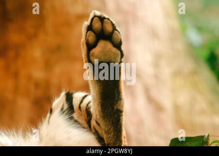 Die Füße des Tigers die Pfoten und Zehen des Tigers sind darin versteckt, was einer Katze ähnelt. Aber größer Stockfoto