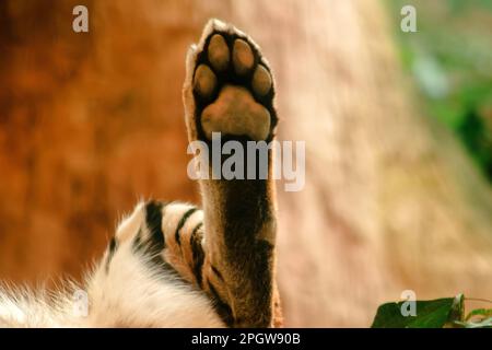 Die Füße des Tigers die Pfoten und Zehen des Tigers sind darin versteckt, was einer Katze ähnelt. Aber größer Stockfoto