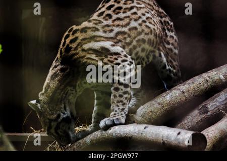 Ocelot auf einem im Zoo ausgestellten Zweig die Haare auf dem Bauch sind weiß. Es gibt zwei schwarze Linien auf den Wangen und die Ohren sind schwarz. Stockfoto